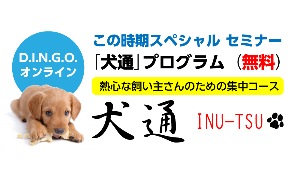 D I N G O オンライン この時期スペシャル セミナー 犬通 プログラム 無料 D I N G O